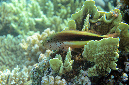 270-1-Gestreifter-Korallenwaechter-(Paracirrhites%20forsteri)-2014-M4-01-90