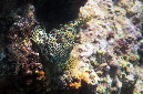 272-1-Riesen-Korallenwaechter-(Cirrhitus%20pinnulatus)-2014-M-01-01-90