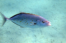 332-0-Zitronen-Stachelmakrele-(Carangoides%20bajad)-2014-M-04-01-90