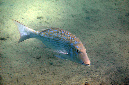 390-0-Blauschuppen-Strassenkehrer-(Lethrinus%20nebulosus)-2014-M-01-02-90