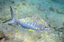 400-0-Langstachel-Silberling-(gerres%20longirostris)-2014-M-01-01-90