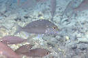 412-0-Fluss-Meerbrasse-(Acanthopagrus%20berda)-2014-M-01-01-90
