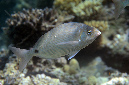 414-0-Meerbrasse-(Diplodus%20noct)-2014-M-01-01-90