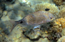 414-1-Meerbrasse-(Diplodus%20noct)-2014-M-03-01-90