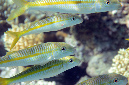 438-0-Seitenfleck-Barbe-(Mulloidichthys%20flavolineatus)-2014-M-01-01-01