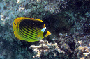 480-0-Tabak-Falterfisch-(Chaetodon%20fasciatus)-2014-M-01-01-90