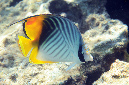 481-0-Faehnchen-Falterfisch-(Chaetodon%20auriga)-2014-M-01-01-90