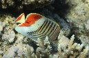 482-0-Rotmeer-Winkelfalterfisch-(Chaetodon%20paucifasciatus)-2014-M-02-01-90
