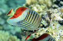 482-1-Rotmeer-Winkelfalterfisch-(Chaetodon%20paucifasciatus)-2014-M-03-01-90