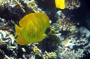 485-0-Masken-Falterfisch-(Chaetodon%20semilarvatus)-2014-M-01-01-90