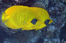 485-2-Masken-Falterfisch-(Chaetodon%20semilarvatus)-2014-M-06-01-90