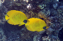 485-2-Masken-Falterfisch-(Chaetodon%20semilarvatus)-2014-M-08-01-90