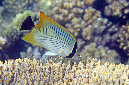 486-0-Sparren-Falterfisch-(Chaetodon%20trifasciatus)-2014-M-01-01-90