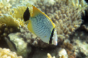 486-1-Sparren-Falterfisch-(Chaetodon%20trifasciatus)-2014-M-03-01-90