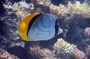 488-0-Gestreifter%20Riesen-Falterfisch-(Chaetodon%20lineolatus)-2014-M-04-01-90