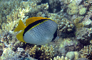 488-1-Gestreifter%20Riesen-Falterfisch-(Chaetodon%20lineolatus)-2014-M-07-01-90