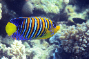 501-0-Pfauenaugen-Kaiserfisch-(Pygoplites%20diacanthus)-2014-M-02-01-90