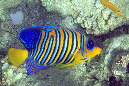 501-1-pfauenaugen-kaiserfisch-06-02-90