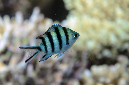 519-0-Scherenschwanz-Sergeant-(Abudefduf%20sexfasciatus)-2014-M-02-01-90