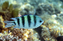 519-1-Scherenschwanz-Sergeant-(Abudefduf%20sexfasciatus)-2014-M-05-01-90