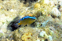 538-1-Einfleck-Demoiselle-(%20Chrysiptera%20unimaculata)-2014-M-03-01-90