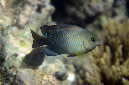 538-2-Einfleck-Demoiselle-(%20Chrysiptera%20unimaculata)-2014-M-08-01-90