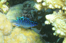 538-3-Einfleck-Demoiselle-(%20Chrysiptera%20unimaculata)-2014-M-02-02-90