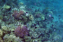 539-1-140indische-zweifarben-chromis-01-01-90