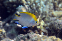 540-0-Schwarzer%20Riffbarsch-(Neoglyphidodon%20melas-juv.-2014-M-02-01-90