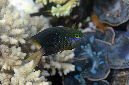 542-0-Juwelen-Riffbarsch-(Plectroglyphidodon%20lacrymatus)-2014-M-01-01-90