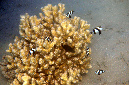 543-1-Dreibinden-Preussenfisch-(Dascyllus%20aruanus)-2014-M-04-01-90