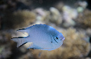 544-0-Weissbauch-Demoiselle-(Amblyglyphidodon%20indicus)-2014-M-01-01-90
