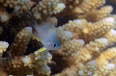 544-0-Weissbauch-Demoiselle-(Amblyglyphidodon%20indicus)-juv.-2014-M-05-01-90