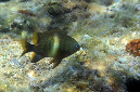 544-2-Weissband-Demoiselle-(Pletroglyphidodon%20leucozonus)-2014-M-01-01-90