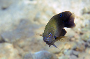 548-0-Dreilinien-Demoiselle-(Pomacentrus%20trilineatus)-2014-M-02-01-90