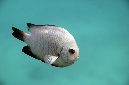 549-0-Dreifleck-Preussenfisch-(Dascyllus%20trimaculatus)-2014-M-02-01-90