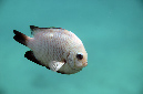 549-0-Dreifleck-Preussenfisch-(Dascyllus%20trimaculatus)-2014-M-02-01-90