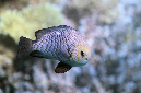 549-1-Dreifleck-Preussenfisch-(Dascyllus%20trimaculatus)-2014-M-06-01-90