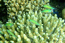 551-0-blaugruene-chromis-04-01-90