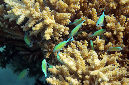 551-2-Blaugruene%20Chromis-(Chromis%20viridis)-2014-M-02-01-90