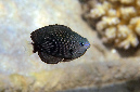 552-0-Nebelschwanz-Demoiselle-(Pomacentrus%20trichrourus)-2014-M-01-01-90
