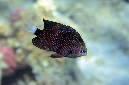 552-1-Nebelschwanz-Demoiselle-(Pomacentrus%20trichrourus)-2014-M-03-01-90