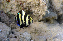 554-0-Fuenfbinden%20Demoiselle-(Chrysiptera%20annulata)-2014-M-02-01-90