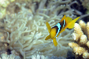 560-0-Rotmeer-Anemonenfisch-(Amphiprion%20bicinctus)-2014-M-03-01-90