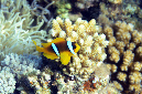 560-2-Rotmeer-Anemonenfisch-(Amphiprion%20bicinctus)-2014-M-05-01-90