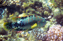 580-2-Abudjubbes%20Lippfisch-(Cheilinus%20abudjubbe)-2014-M-03-01-90