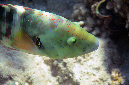 581-3-Besenschwanz-Lippfisch-(Cheilinus%20lunulatus)-2014-M-02-01-90