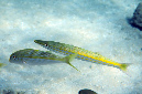 582-0-Zigarren-Lippfisch-(Cheilio%20inermis)-2014-M-02-01-90