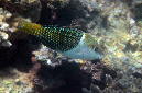 587-0-Zweifarben-Bannerlippfisch-(Hemigymnus%20melapterus)-2014-M-01-01-90