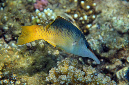 592-0-Blauer%20Vogellippfisch-(Gomphosus%20caeruleus)-2014-M-01-01-90